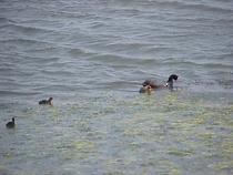 A coot and kids