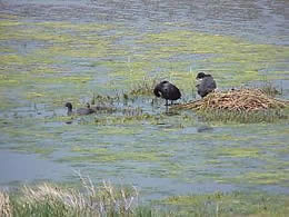 Coots on a nest