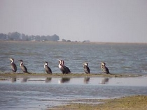 Barberspan is a birders paradise