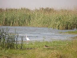 An egret among the reeds