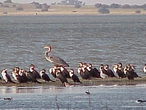 Barberspan Bird Sanctuary - Photo by Linx Africa