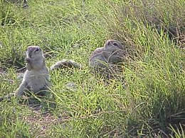 Ground squirrels in the grass