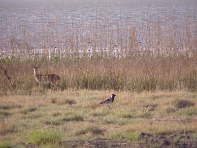 Barberspan Nature Reserve in the North West Province of South Africa