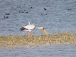 Yellow-billed Stork and Cormorants