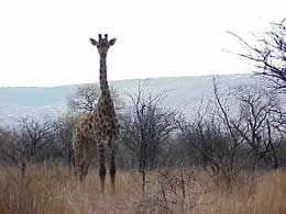 A giraffe towers above the veld - Photo &copy; Chris Hamilton