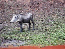 A warthog at the Sefudi Waterhole