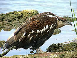 Juvenile Fish Eagle - Photo &copy; Chris Hamilton