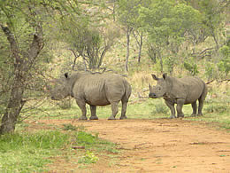 Rhinos in the bush