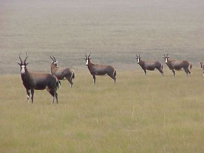 Boskop Dam Nature Reserve in the North West Province of South Africa