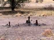 Anthills
