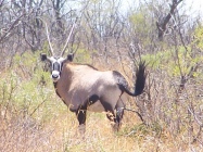 Gemsbok