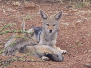 Botsalano Game reserve