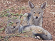 Jackal Pups