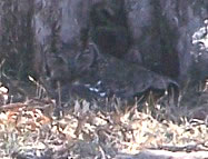 Spot the Owl