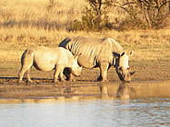 Rhino cow and calf