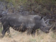 Rhino