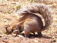Squirrel