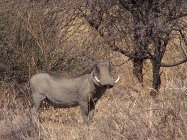 Warthog