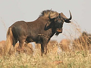 SA Lombard Nature Reserve