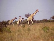 Giraffe in the Mafikeng Game Reserve