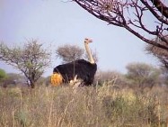 The Mafikeng Game Reserve