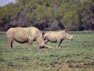 A Rhino and calf in Mafikeng Game Reserve