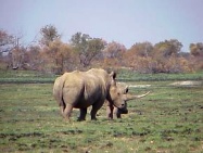 A Rhino in the veld at Mafikeng Game Reserve - Photo by Linx Africa