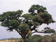 Molopo Game Reserve - Photo by Rainbird Publishers