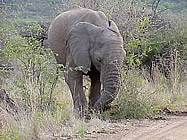 Pilanesberg National park