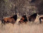Antelope abound in the Kgaswane Mountain Reserve