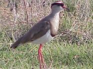SA Lombard Nature Reserve - Photo Rainbird Publishers