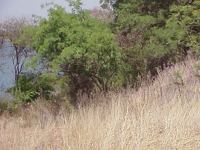 The Vaalkop Dam has a central island which can be reached by boat