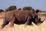 White Rhino