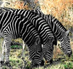 Zebra