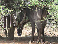 A Bushbuck seeking accomodation at Mafikeng Game Reserve - Photo by Linx Africa