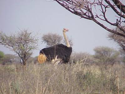 Mafikeng Game Reserve in the North West Province of South Africa