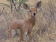 Steenbok in the Mafikeng Game Reserve