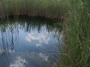 Reflections on the crystal clear water at the Molemane Eye