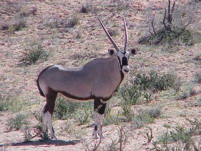 Molopo Game Reserve in the North West Province of South Africa