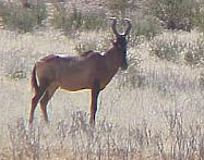 Red Hartebeest