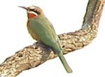 Bee Eaters - A common sight in Pilanesberg