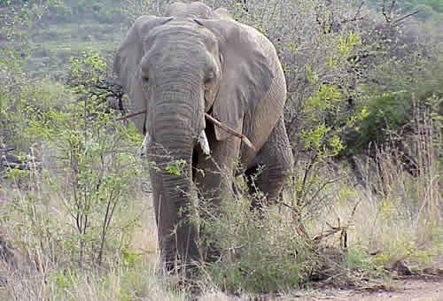 Pilanesberg Elephant