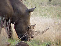 Pilanesberg Rhino
