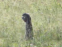 A mongoose inspects his surroundings