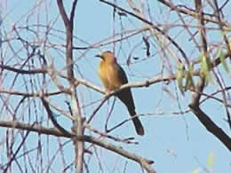 Little Bee-eater