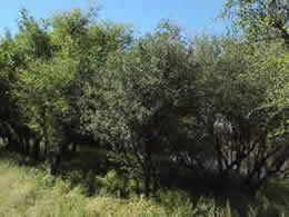 Buffalo Thorn