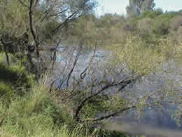 Riverine bush along the vaal river