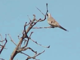 Namaqua Doves abound