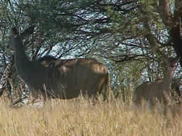A shy Kudu ewe and her calf