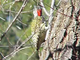 Goldentailed Woodpecker